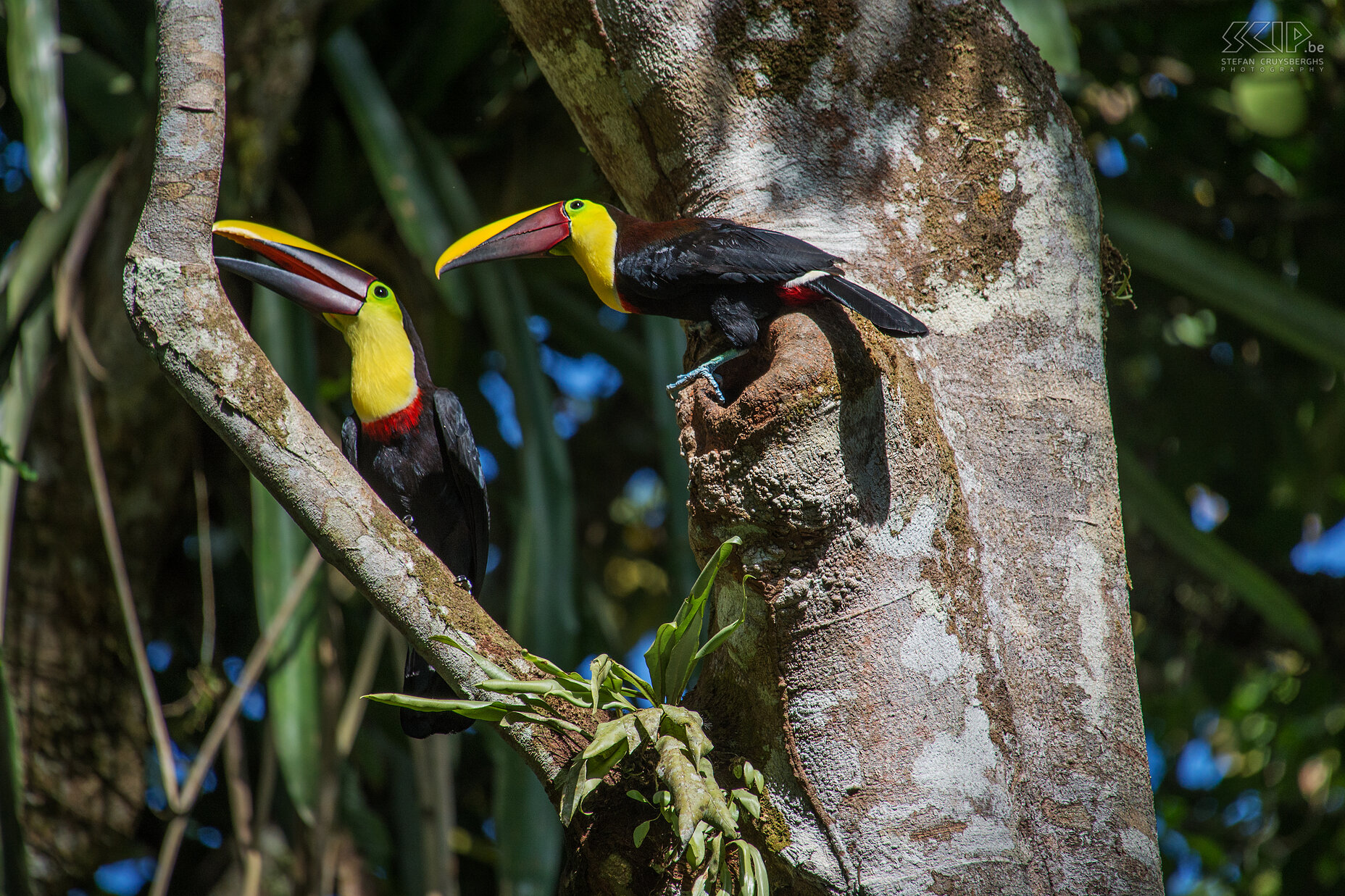 Selva Verde - Swainsons toekans Een koppeltje Swainsons toekans  (chestnut-mandibled toucan, swainson’s toucan, ramphastos ambiguus swainsonii) aan hun nest Stefan Cruysberghs